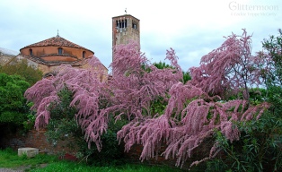 Tamarisk Tree on Torcello